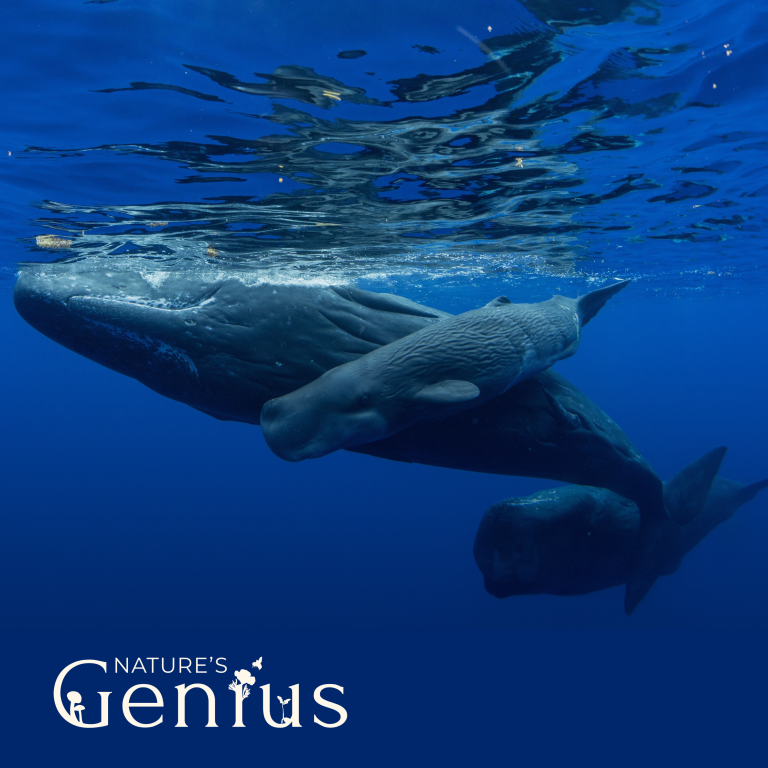 The Quest to Decode Whale-speak